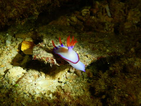 Plancia ëd Hypselodoris brycei Gosliner & R. F. Johnson 2018