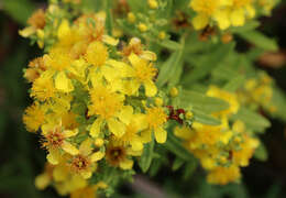 صورة Hypericum lobocarpum Gattinger