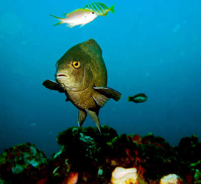 Image of Western scalyfin