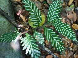 Image of Selaginella picta (Griff.) A. Br. ex Bak.