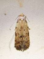 Image of Triangle-marked Twirler Moth