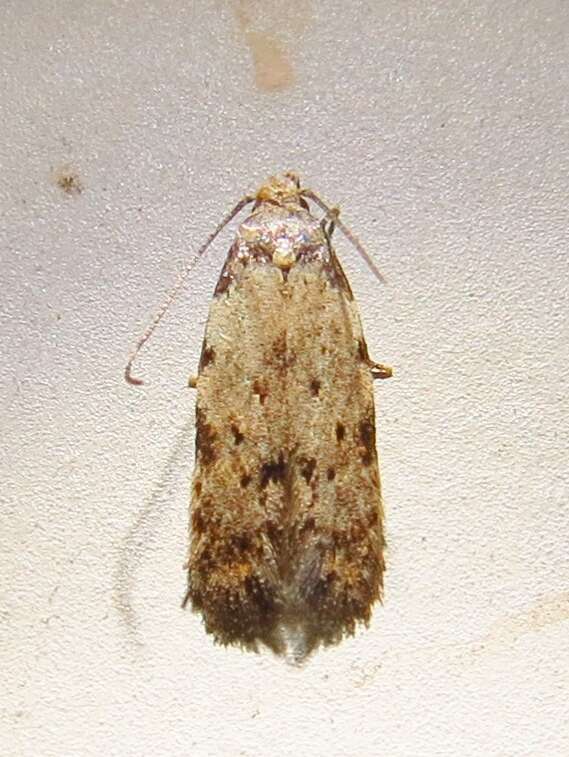 Image of Triangle-marked Twirler Moth