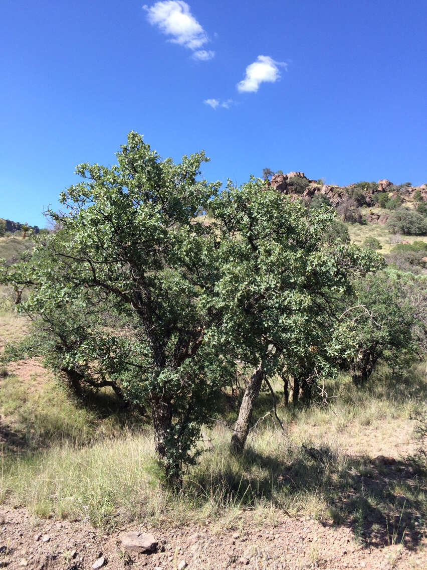 Image of gray oak