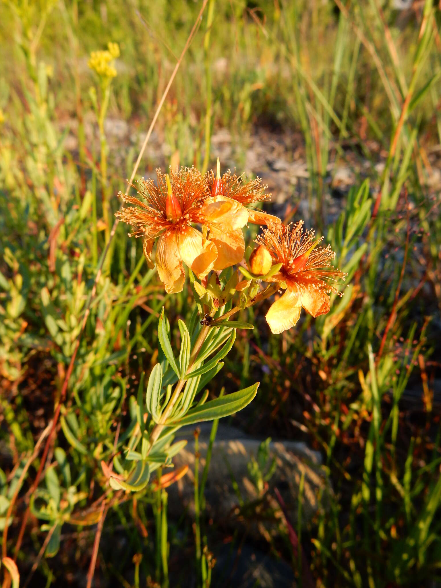 صورة Hypericum kalmianum L.