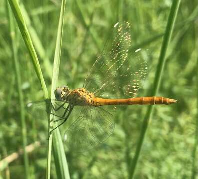 Image of Sympetrum tibiale (Ris 1897)