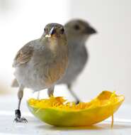 Image of Barbados Bullfinch