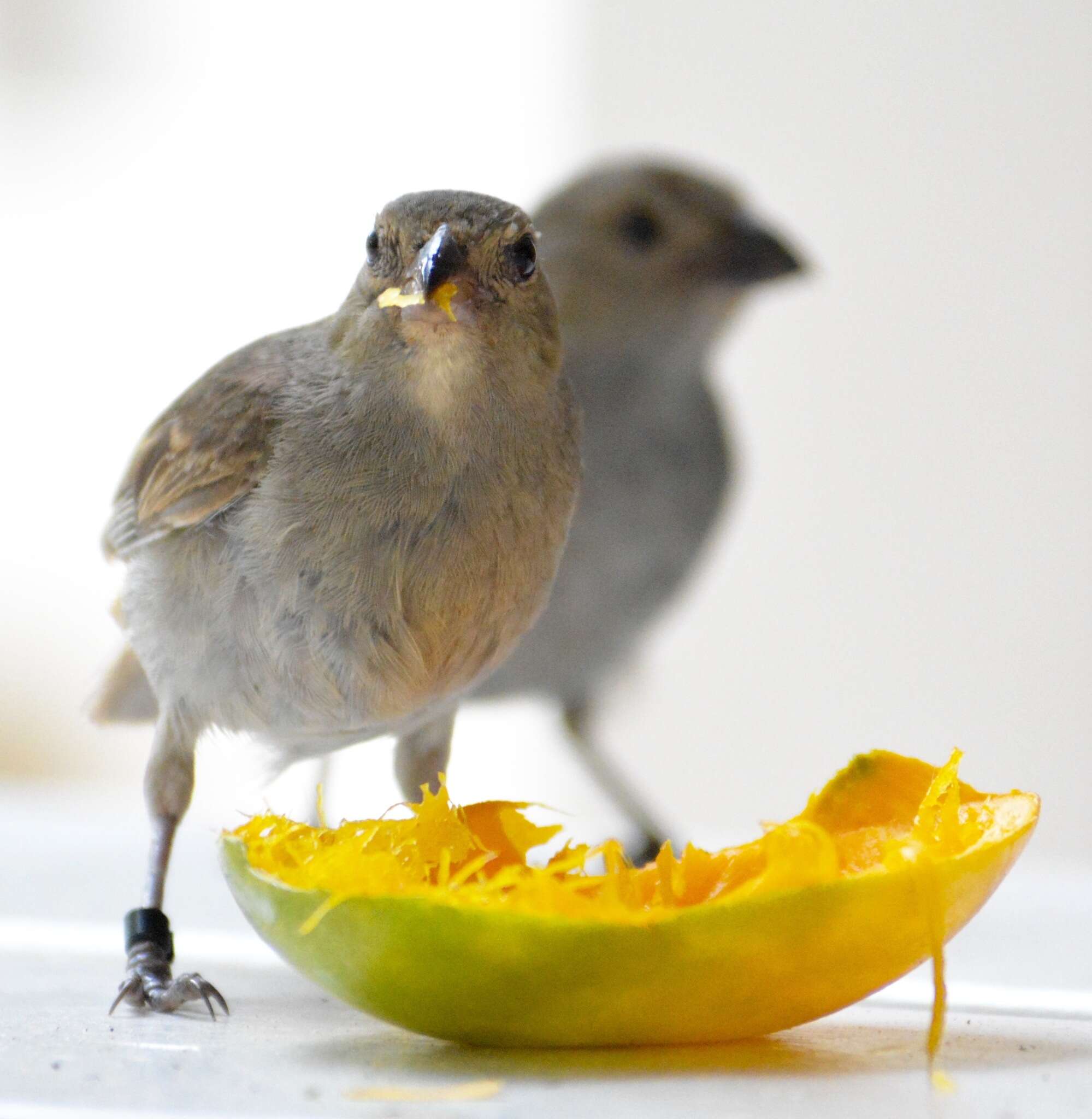 Image of Barbados Bullfinch