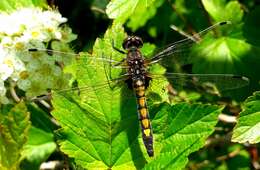 Image of Yellow-spotted Whiteface