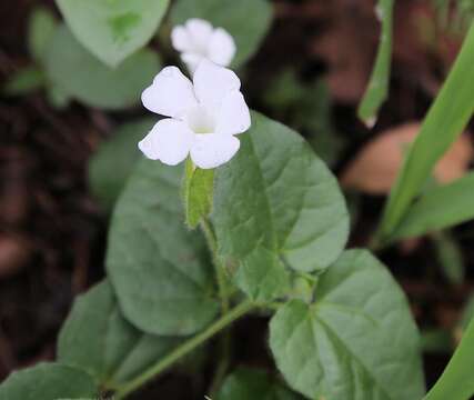 Image of Thunbergia amoena C. B. Cl.