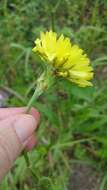 Image of Carolina desert-chicory