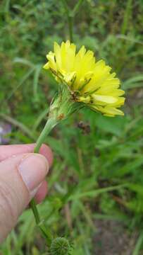 Image of Carolina desert-chicory