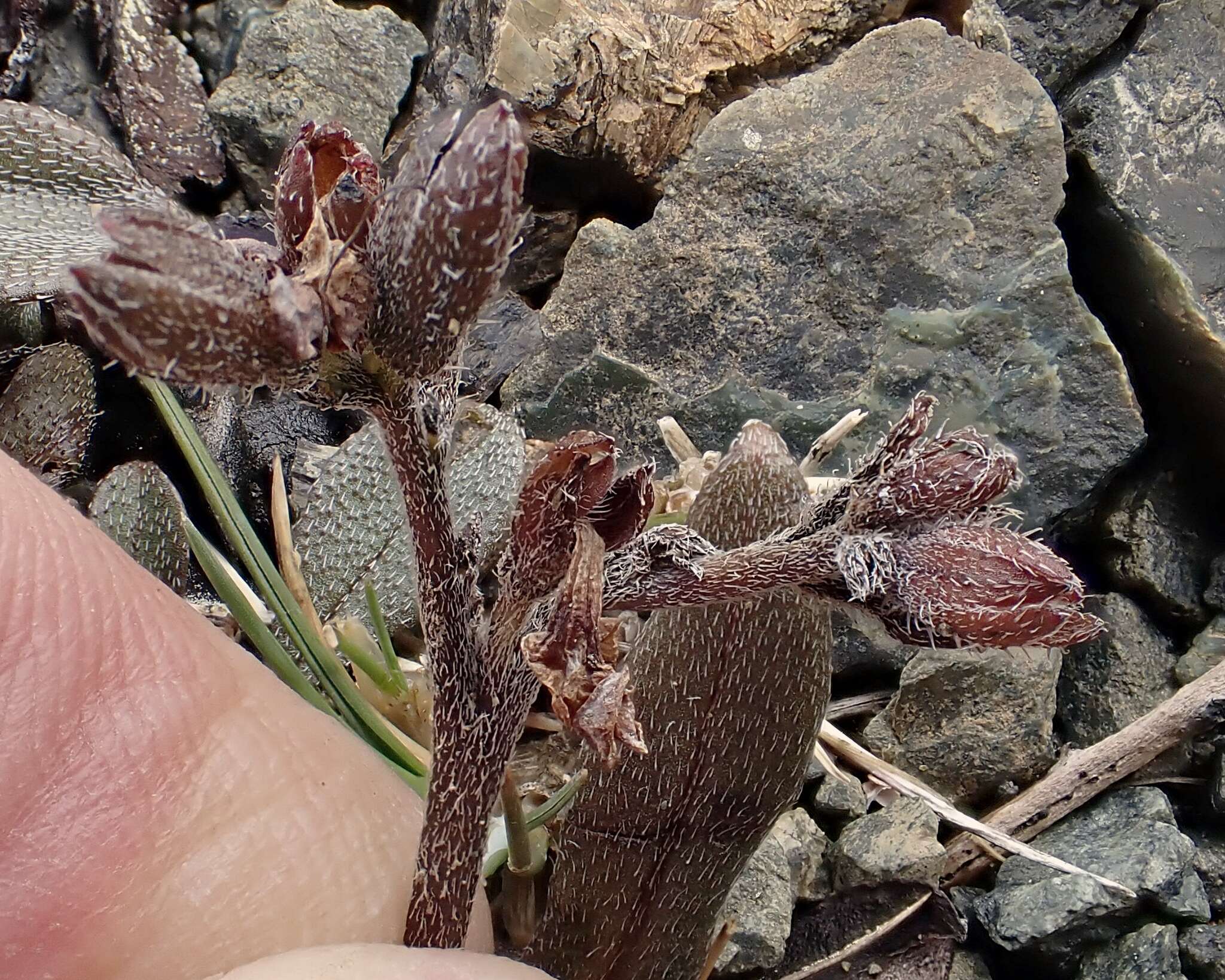 Image of Myosotis monroi Cheeseman