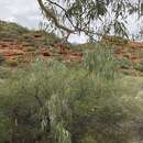 Imagem de Eucalyptus camaldulensis subsp. arida Brooker & M. W. Mc Donald