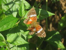 Plancia ëd Anartia amathea roeselia Eschscholtz 1821