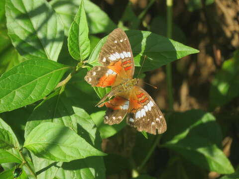 Image of Anartia amathea roeselia Eschscholtz 1821