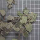 Plancia ëd Ageratina calophylla (B. L. Rob.) R. King & H. Rob.
