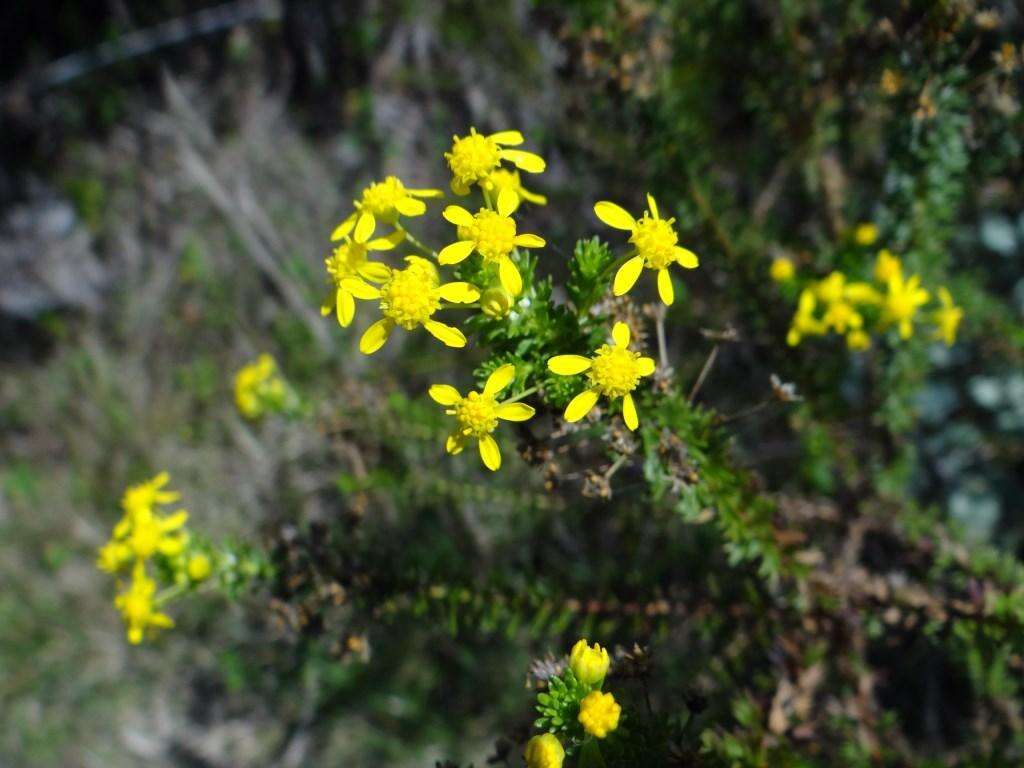 Image of Euryops virgineus (L. fil.) Less.