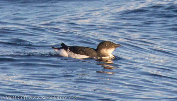 Image of Brünnich's Guillemot