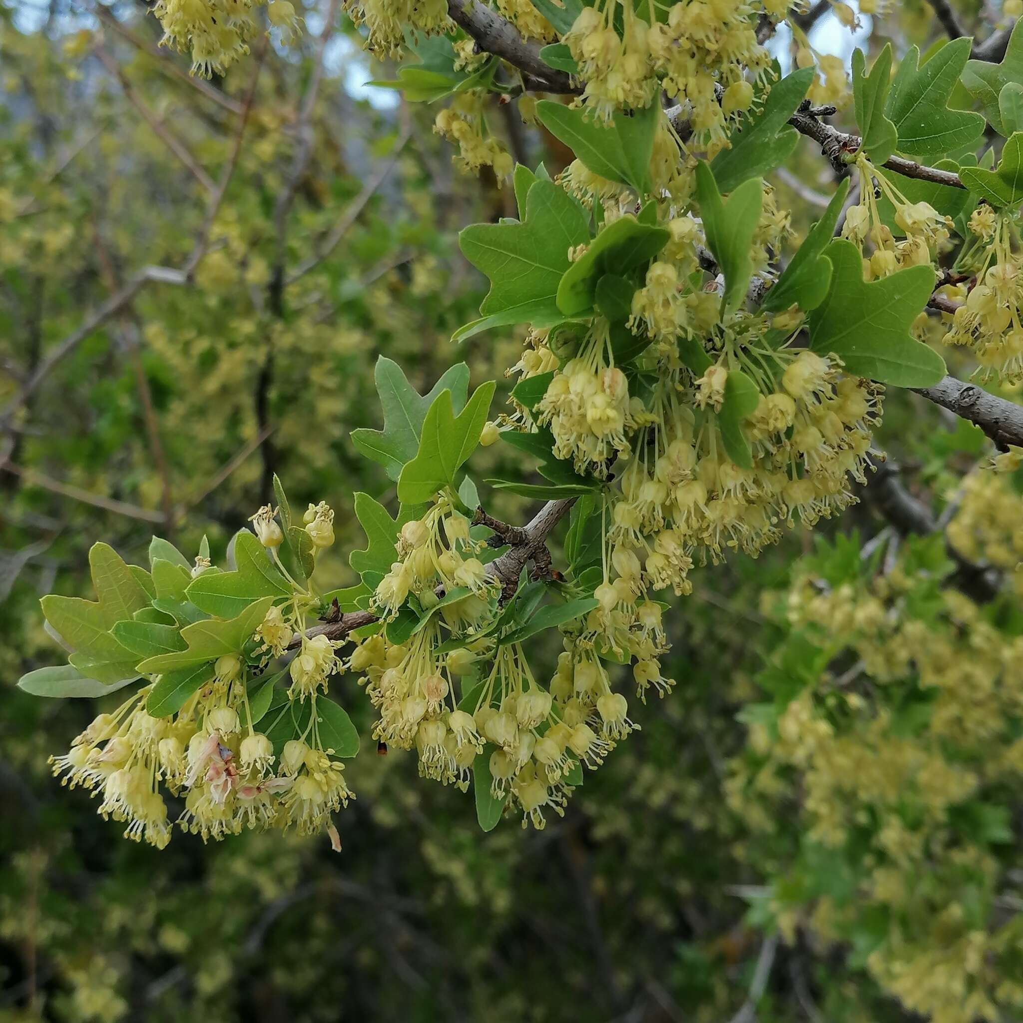 Imagem de Acer sempervirens L.