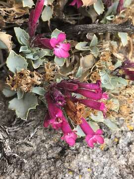 Image de Penstemon petiolatus Brandeg.