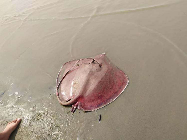 Image of Bleeker&#39;s whipray