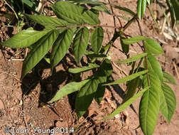 Image of septicweed