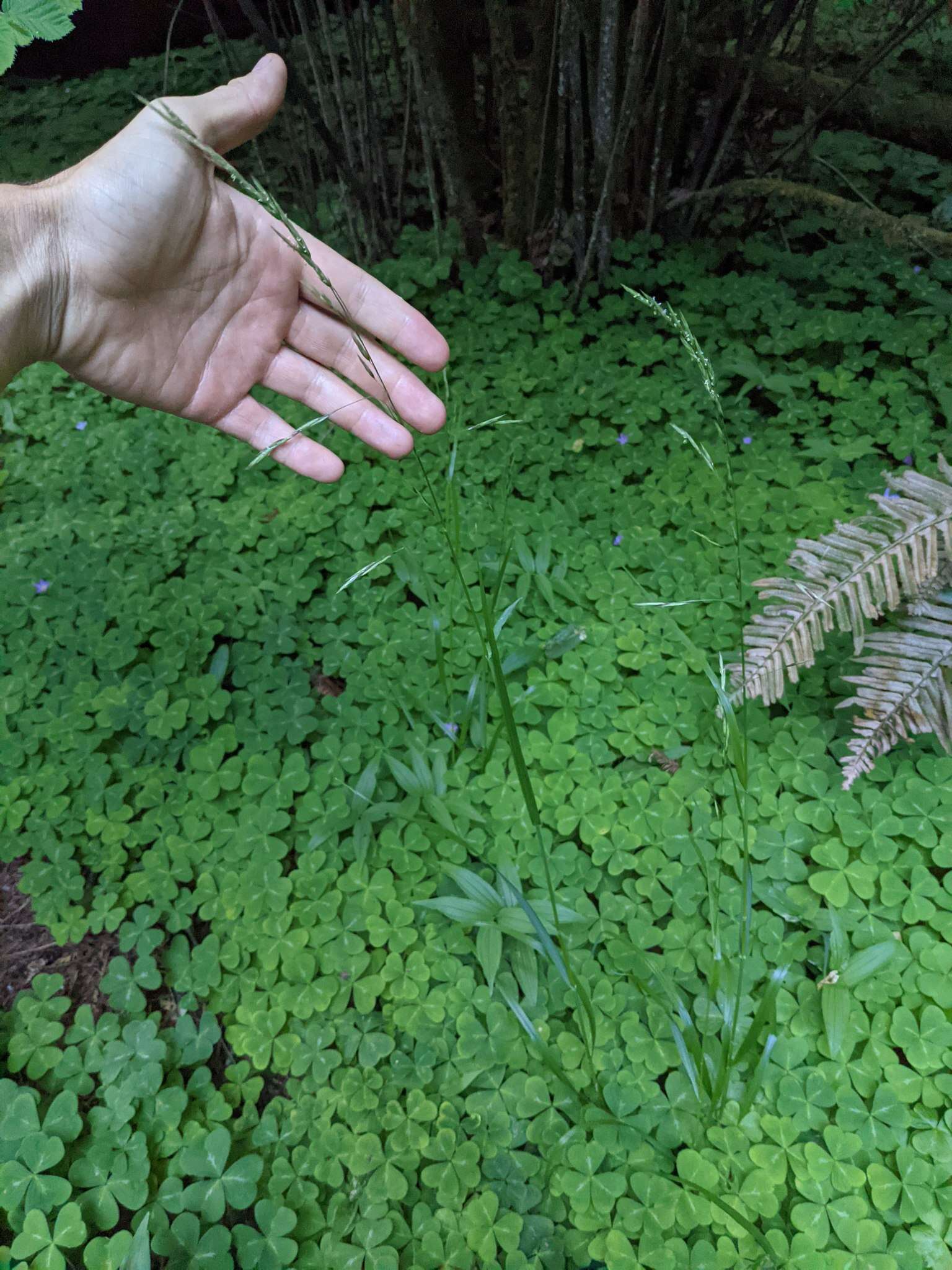 Слика од Melica subulata var. subulata