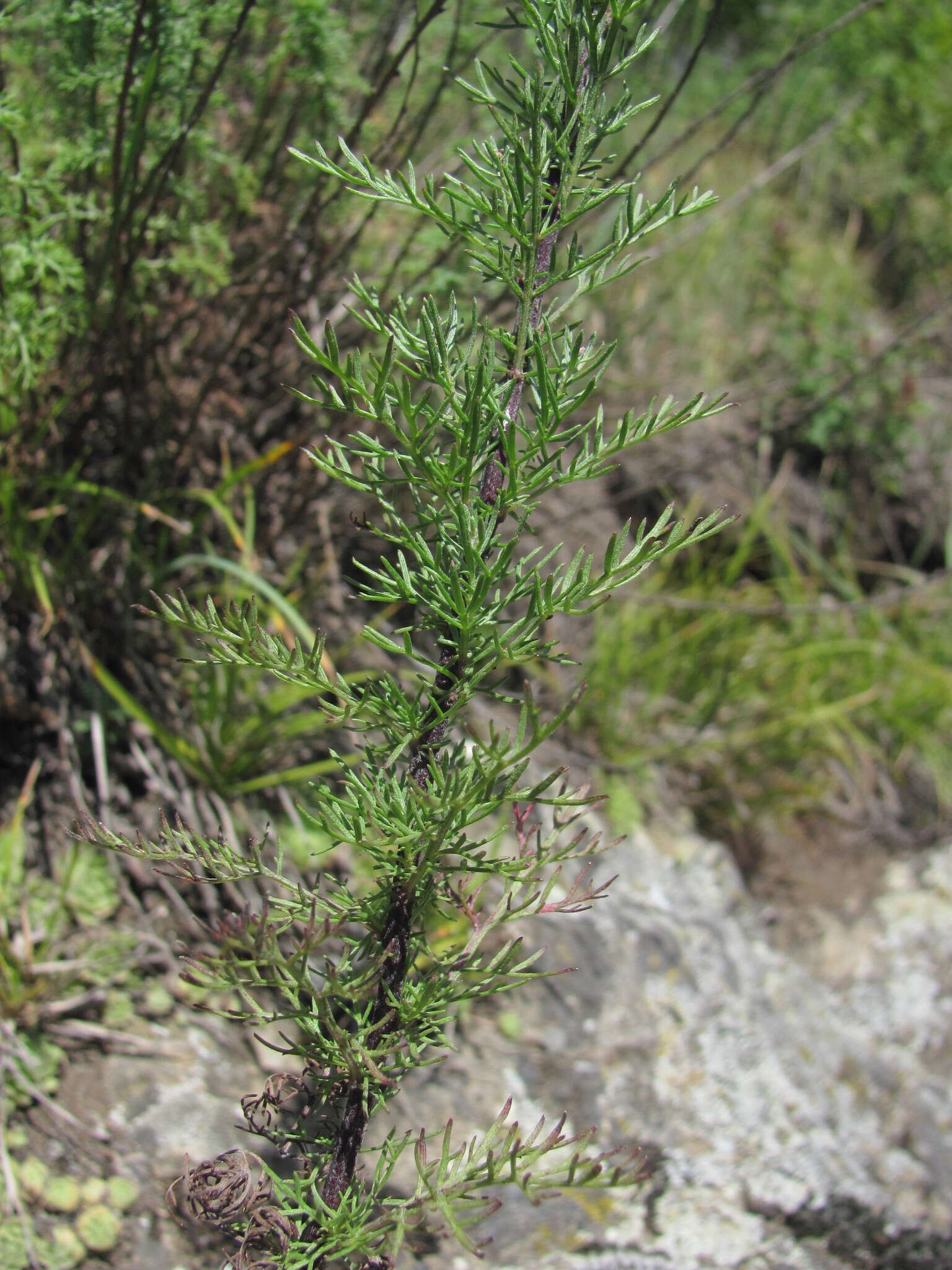 صورة Artemisia chamaemelifolia Vill.