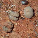 Image of Eremophila battii F. Muell.