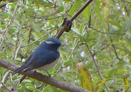 Image of Ultramarine Flycatcher