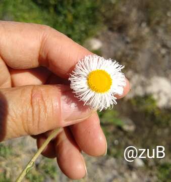 Image of Erigeron longipes DC.