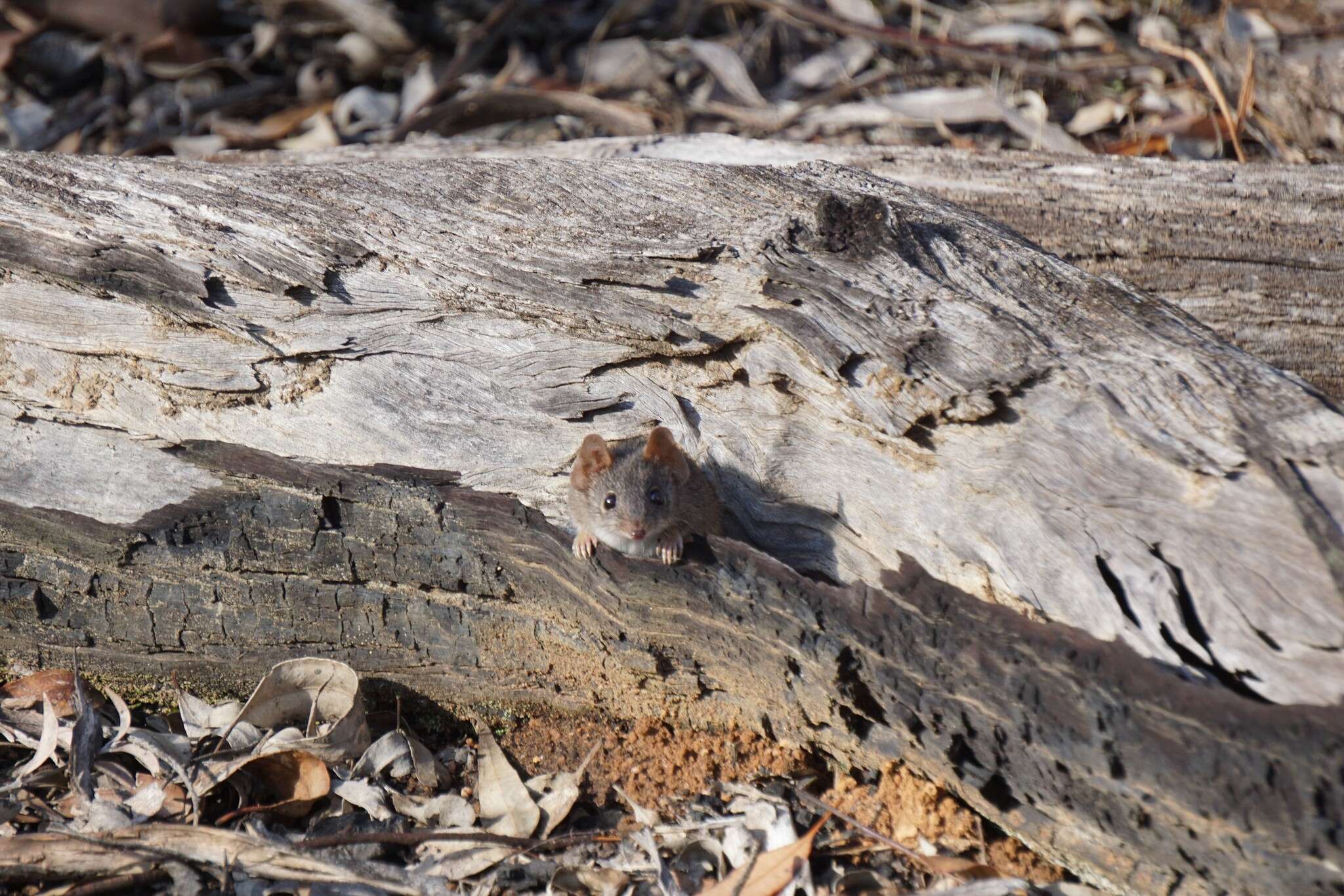 صورة Antechinus flavipes (Waterhouse 1838)