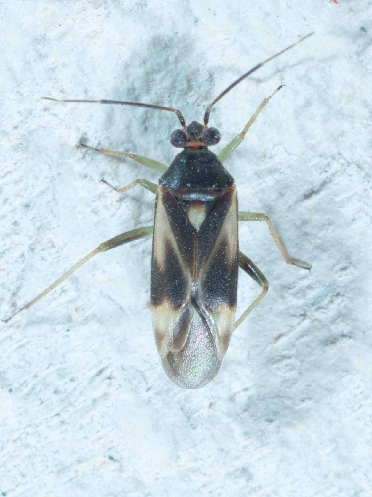 Image of Orthotylus ornatus Van Duzee 1916