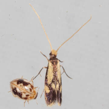 Image of Isocorypha mediostriatella (Clemens 1865)