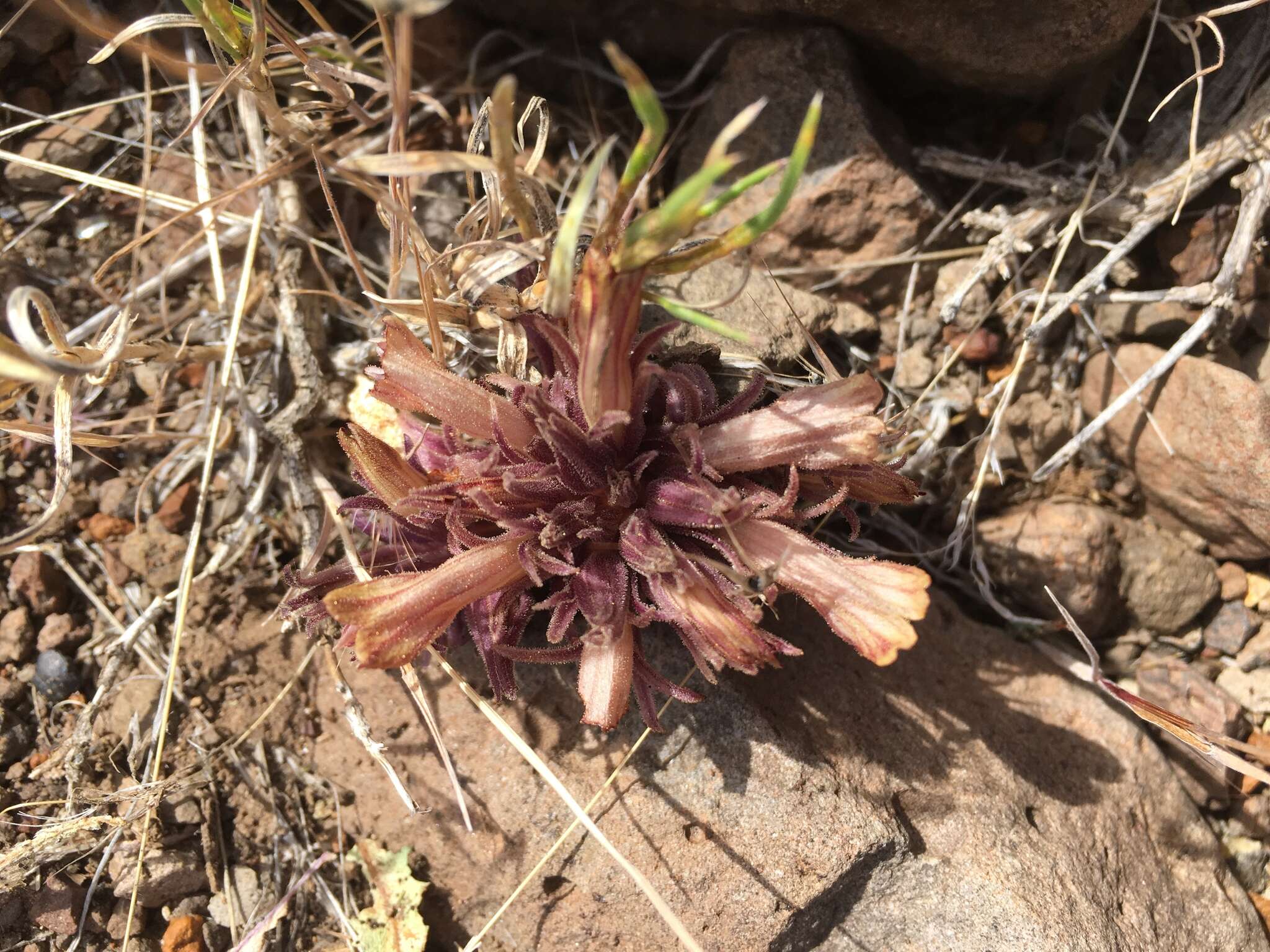 Image of Aphyllon corymbosum (Rydb.) A. C. Schneid.