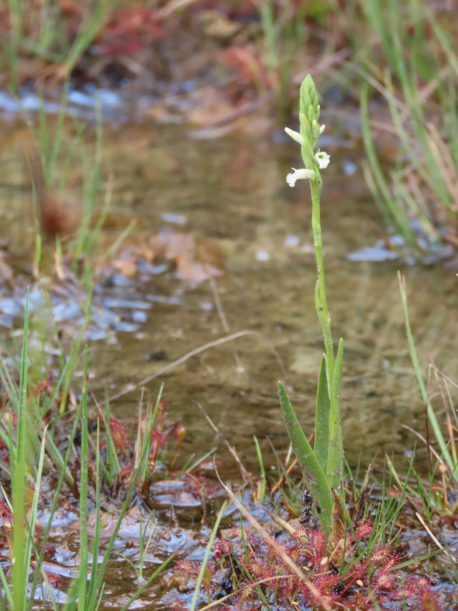 Image of Summer lady's-tresses