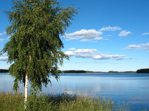 Image of Common Birch