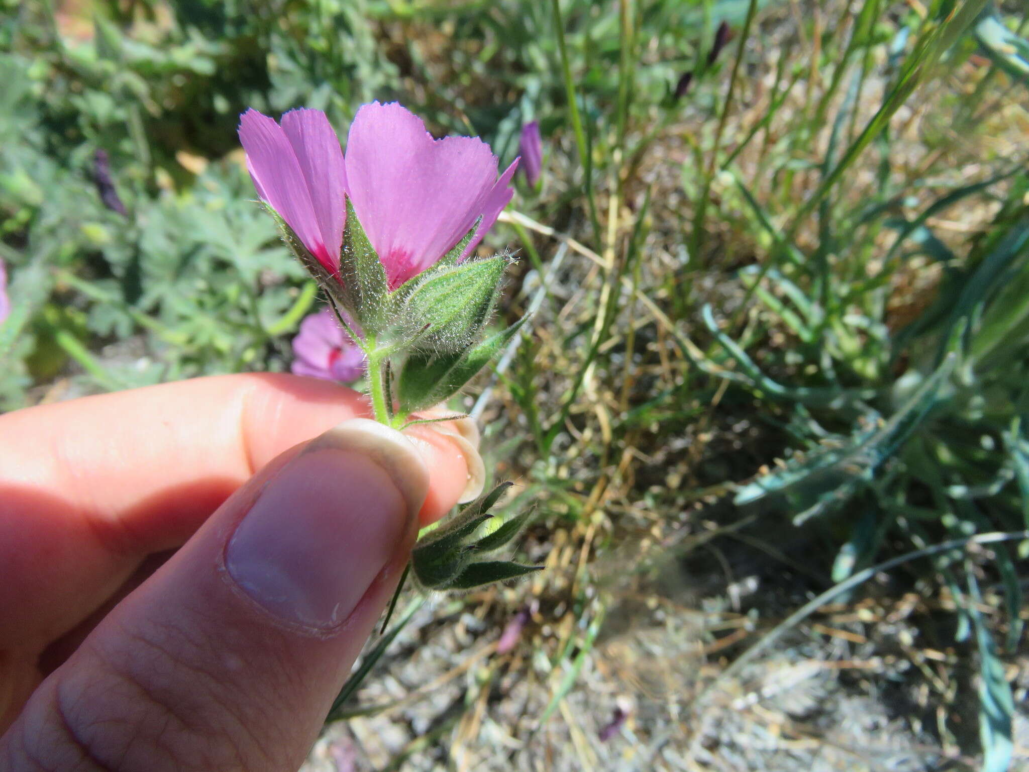 Image of Keck's checkerbloom