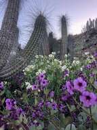 Mirabilis elegans (Choisy) Heimerl resmi