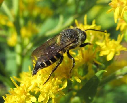 Imagem de Coelioxys alatus Förster 1853