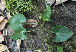 Viola edulis Spach resmi