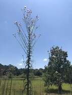 Plancia ëd Cirsium nuttalii DC.