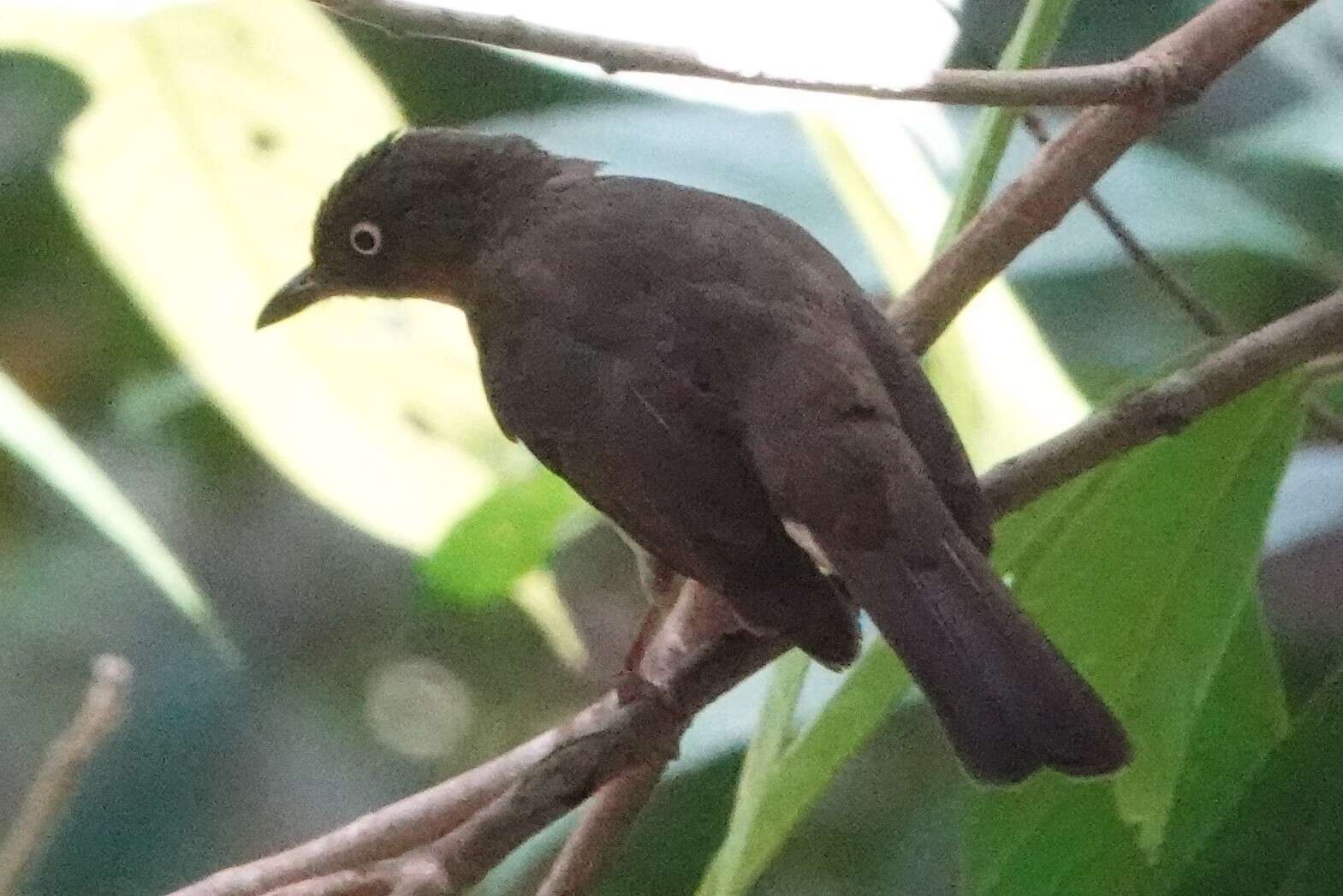 Image of Cream-vented Bulbul