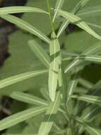 Image of fireweed