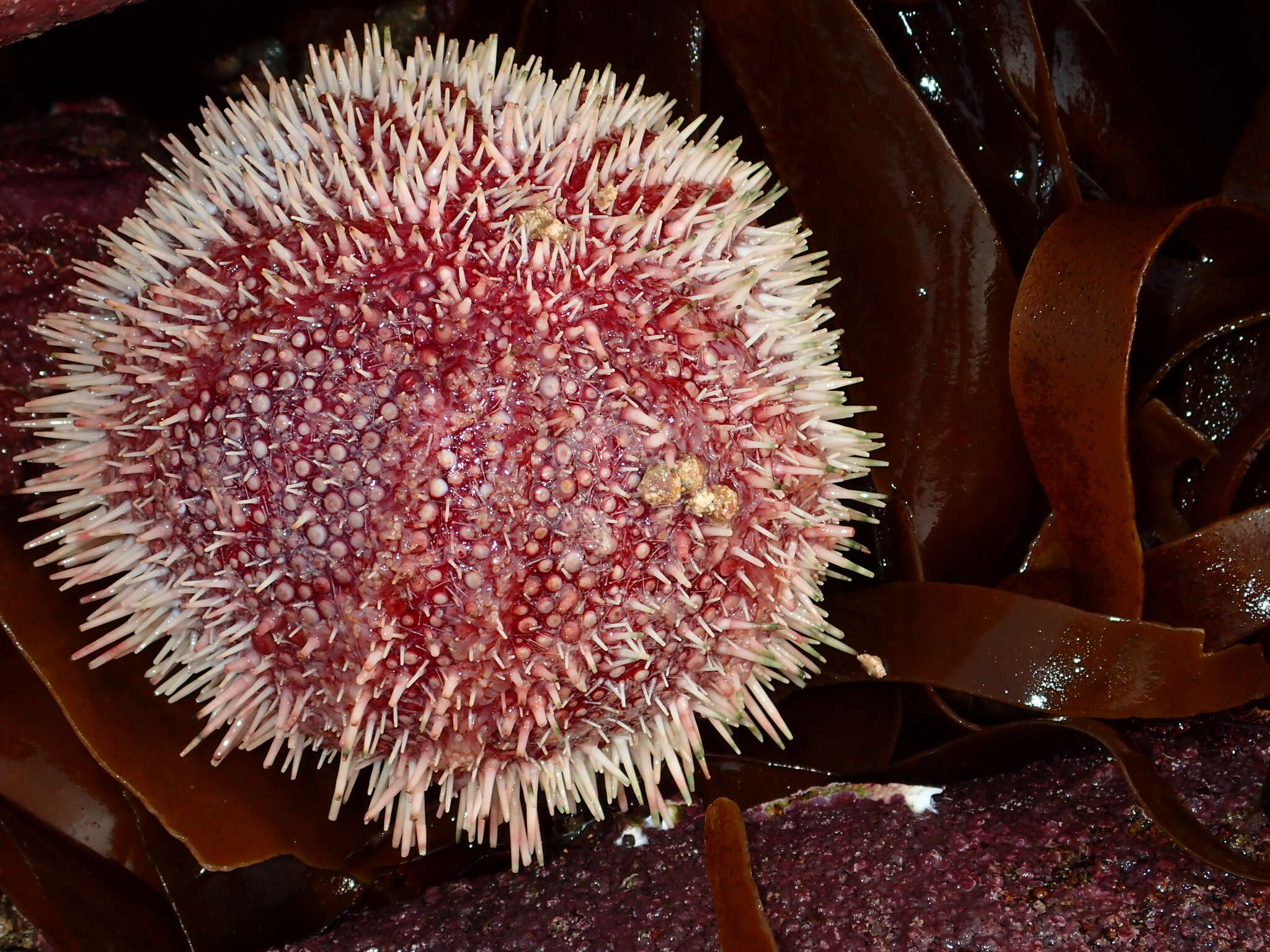 Image of Edible sea urchin