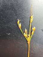 Image of capillary hairsedge