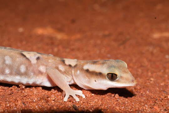 Image of Diplodactylus klugei Aplin & Adams 1998