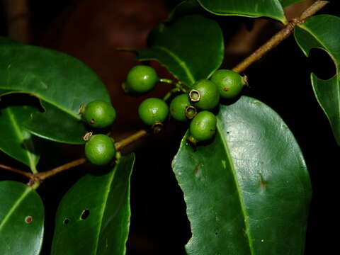 Image of Mouriri guianensis Aubl.