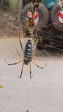 Image of Trichonephila sumptuosa (Gerstäcker 1873)