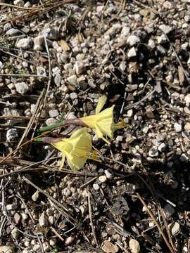 Image de Narcissus hedraeanthus (Webb & Heldr.) Colmeiro